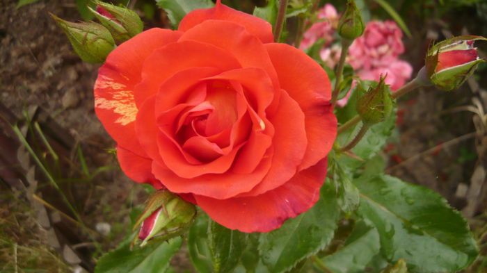 024 - Meilland Sorbet Fruite