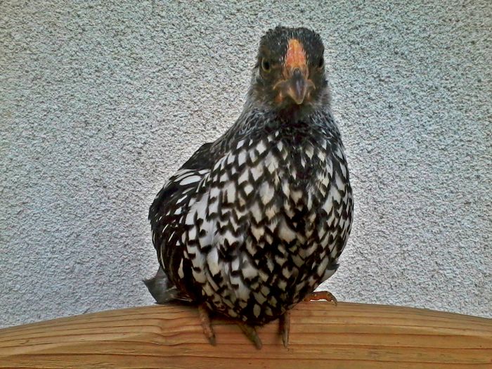 wyandotte; 2014-05-13 18.07.01
