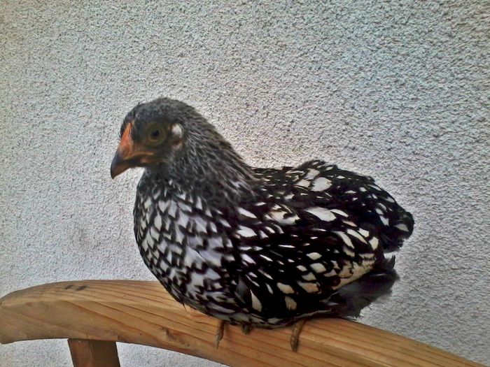 wyandotte; 2014-05-13 18.07.32
