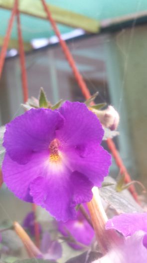 20140914_180900 - Flori 2014
