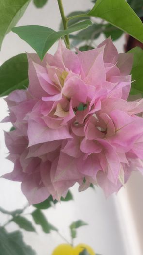 20140914_144323 - Flori 2014