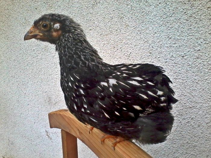 wyandotte; 2014-05-13 18.12.38
