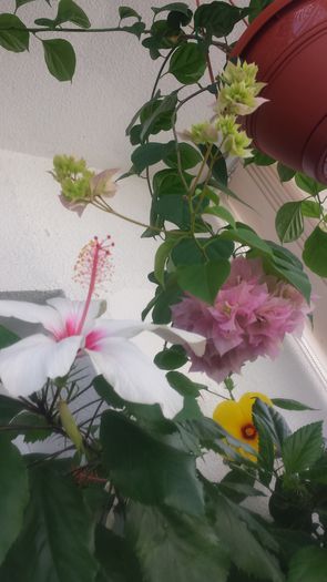 20140914_144309 - Flori 2014