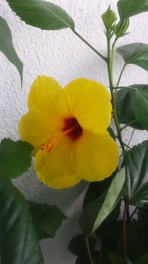 20140914_144201 - Flori 2014