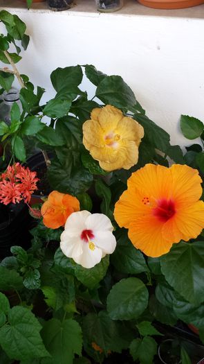 20140912_115828 - Flori 2014