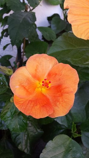 Viky Orange - Flori 2014