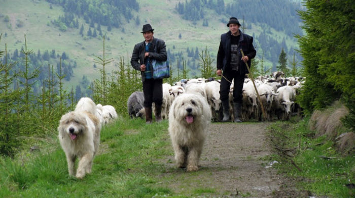 Păcurar - 2-1  Regionalisme din MM
