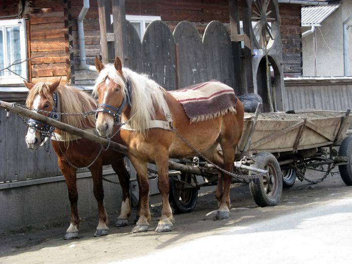 ţuruc! - 2-1  Regionalisme din MM