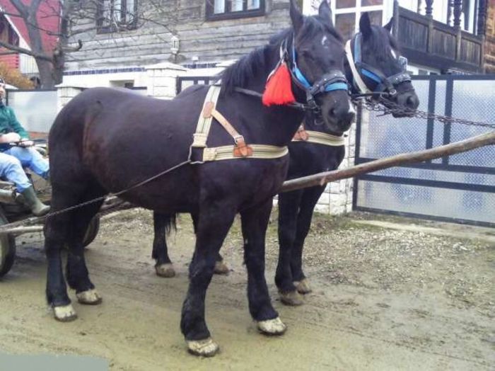 Cea! - 2-1  Regionalisme din MM