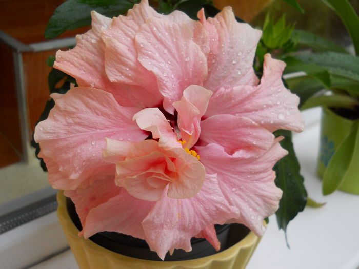 DSCN4690_023 - diverse