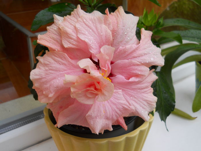 DSCN4692_025 - diverse