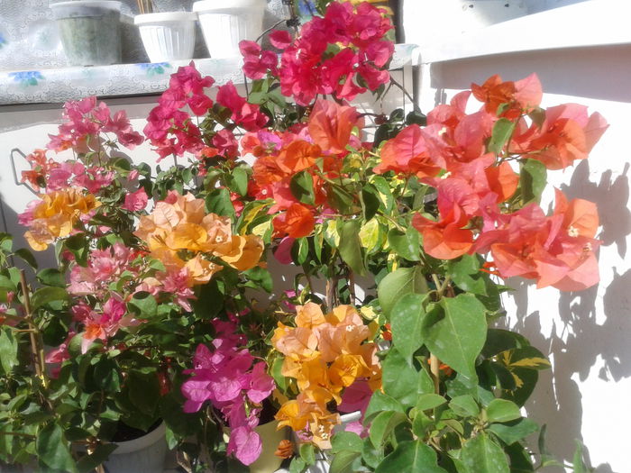 Fotografie-0009 - BOUGAINVILLEA       august - septembrie 2014