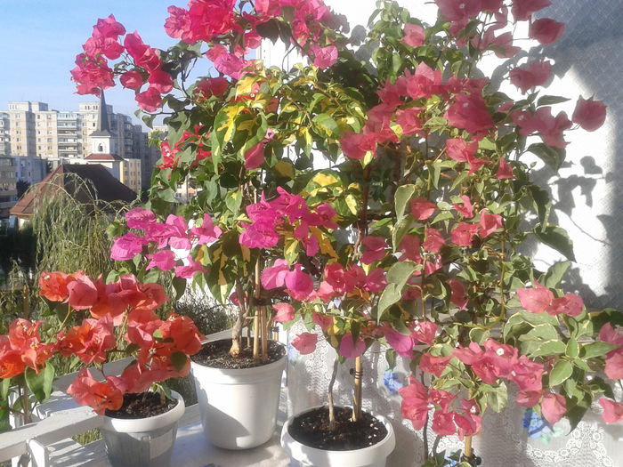 Fotografie-0040 - BOUGAINVILLEA       august - septembrie 2014