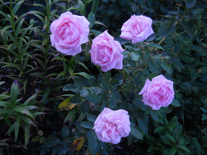 DSCN4554