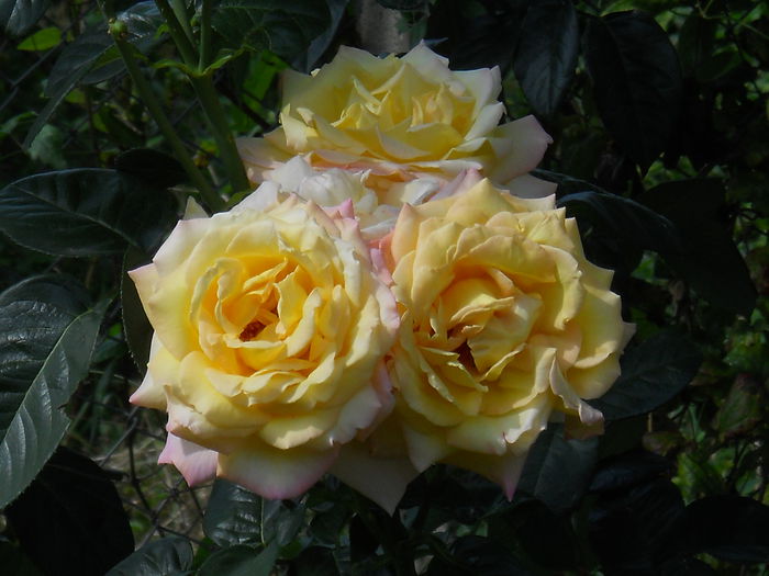 DSCN4660_003 - trandafiri 2014