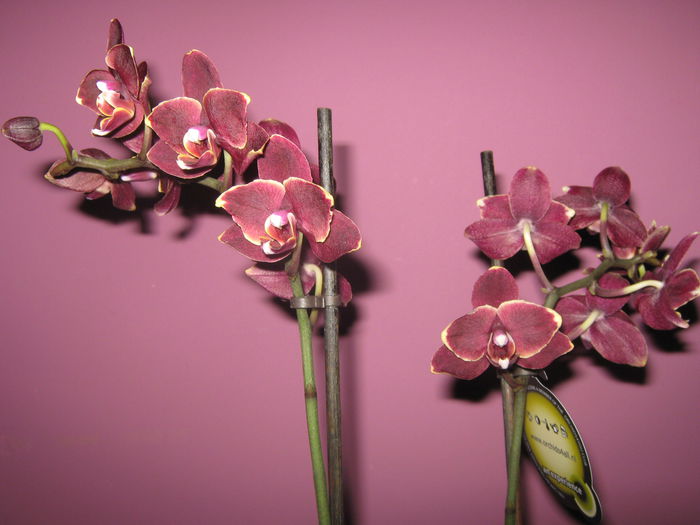 Picture My plants 1232