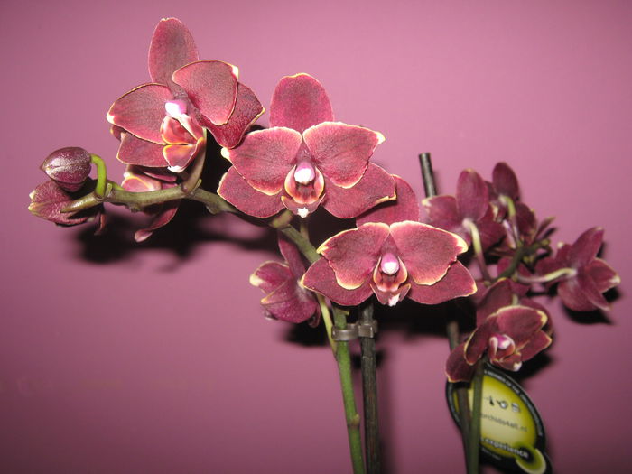 Picture My plants 1229