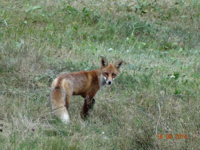 DSC07746 - Infractorul