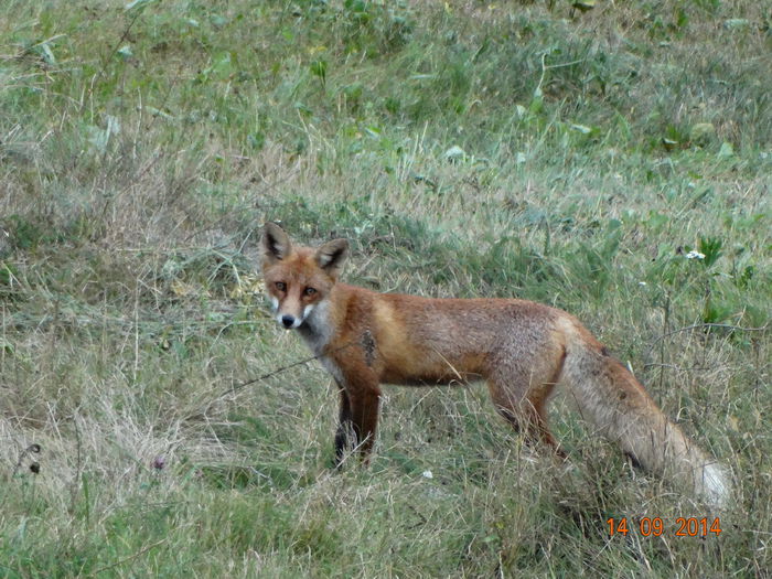 DSC07745 - Infractorul