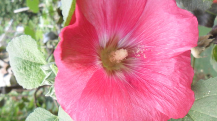 SAM_2086 - Floricele de gradina