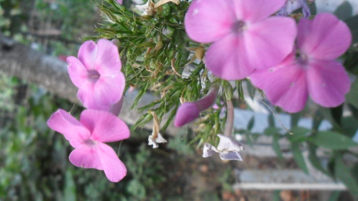 SAM_2089 - Floricele de gradina