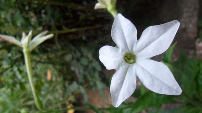 SAM_2090 - Floricele de gradina