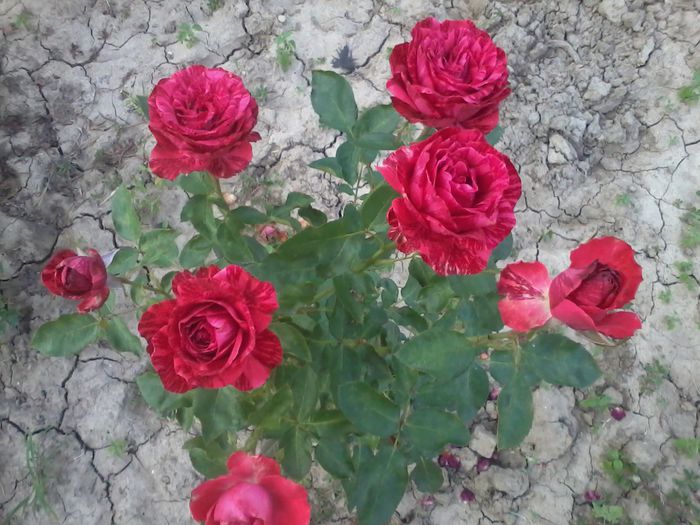 red intuition