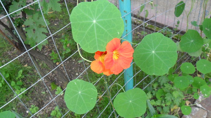 SAM_1674 - Floricele de gradina