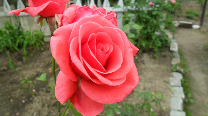 SAM_1676 - Floricele de gradina