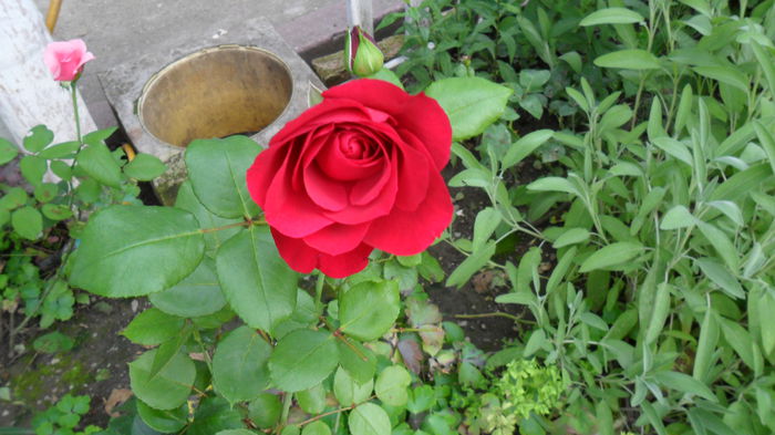 SAM_1678 - Floricele de gradina