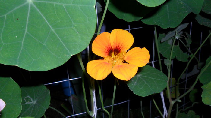 SAM_1685 - Floricele de gradina