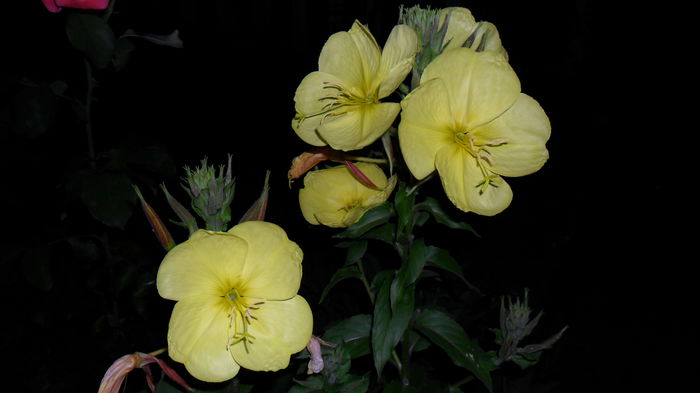 SAM_1686 - Floricele de gradina