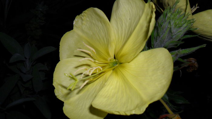 SAM_1688 - Floricele de gradina