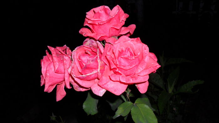 SAM_1690 - Floricele de gradina