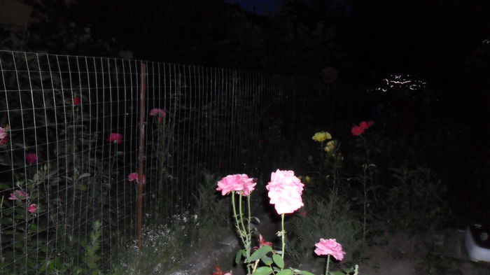 SAM_1692 - Floricele de gradina