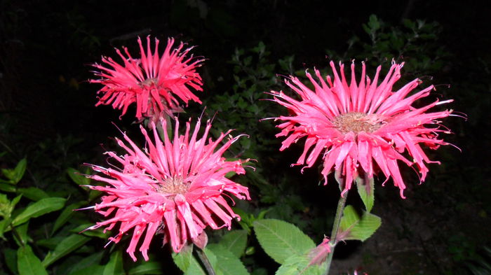 SAM_1693 - Floricele de gradina