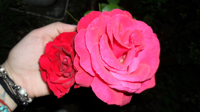 SAM_1695 - Floricele de gradina