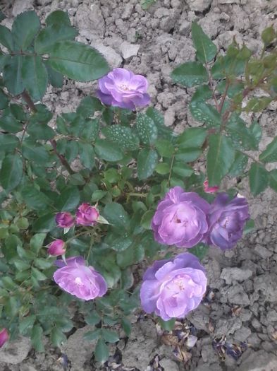 2014-07-09 17.14.33