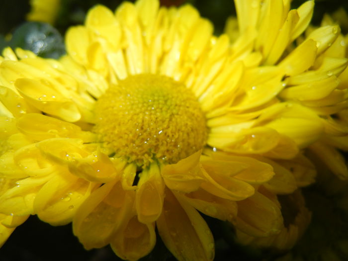 Chrysanth Questa Jong (2014, Sep.13) - Chrysanth Questa Jong