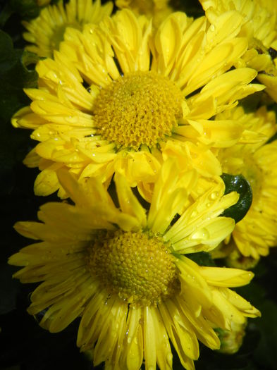 Chrysanth Questa Jong (2014, Sep.13) - Chrysanth Questa Jong