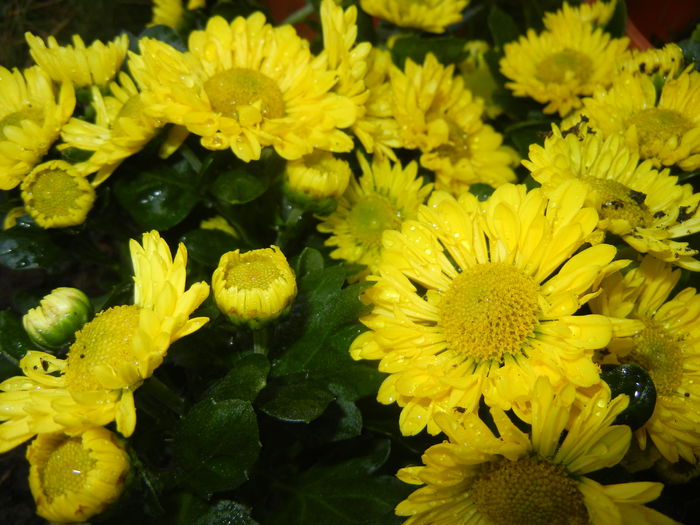 Chrysanth Questa Jong (2014, Sep.13) - Chrysanth Questa Jong