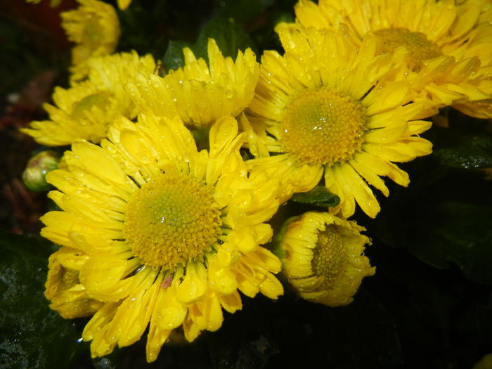 Chrysanth Questa Jong (2014, Sep.13) - Chrysanth Questa Jong