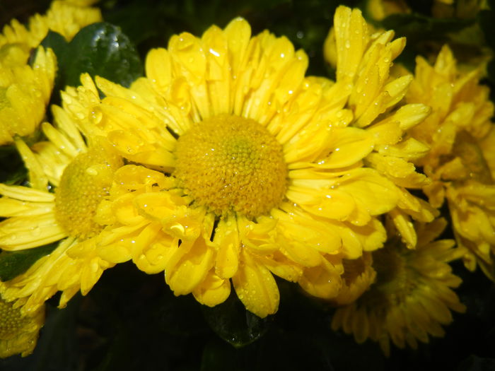 Chrysanth Questa Jong (2014, Sep.13) - Chrysanth Questa Jong