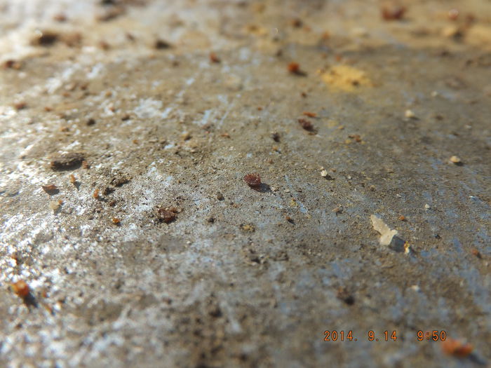 DSCF4256; Infractor neutralizat! :))
