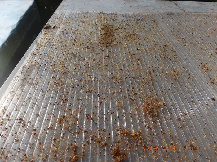 DSCF4263; Recolta de la o familie dupa 2 tratamente cu VF! Anul asta infestarea a fost la nivel maxim.

