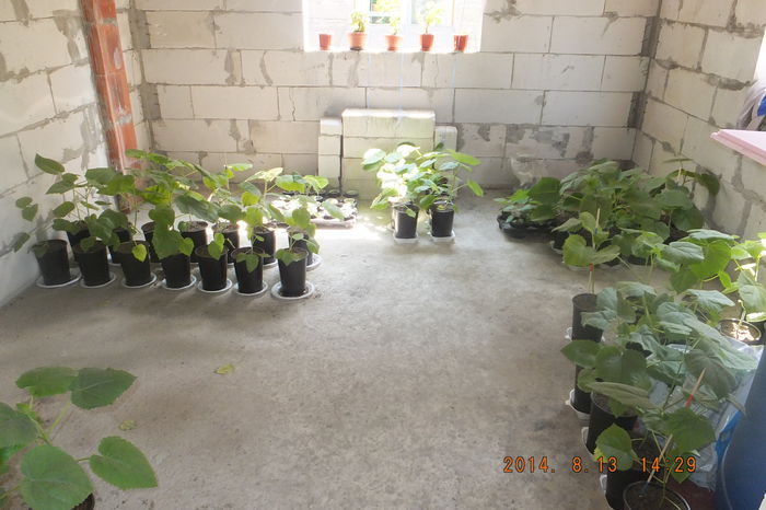 DSCF4135 - Paulownia 2014