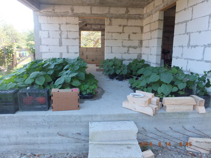 DSCF4237 - Paulownia 2014