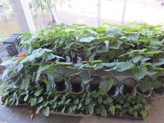 DSCF4239 - Paulownia 2014