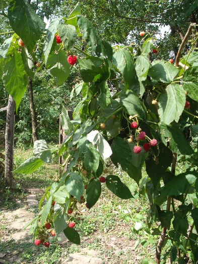 Zmeura remontanta - Arbusti fructiferi