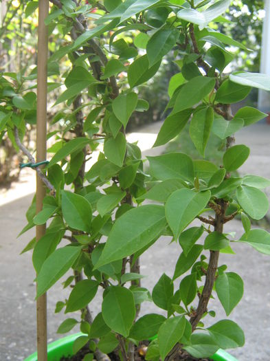 Picture My plants 1248